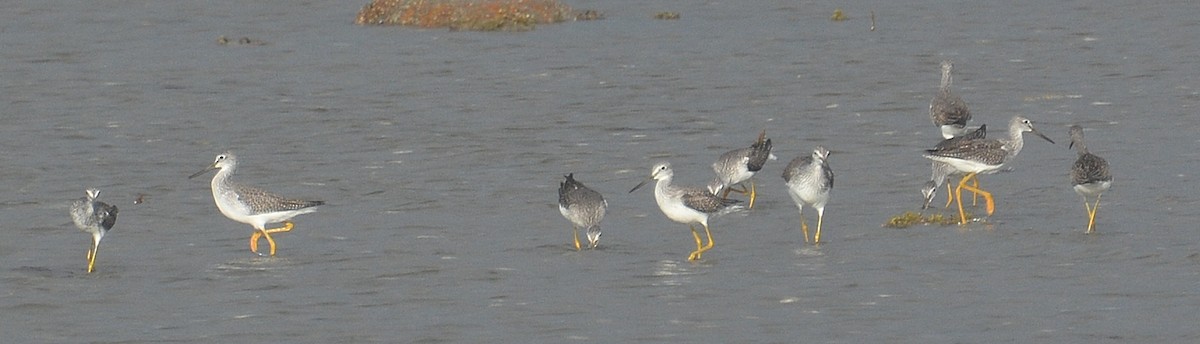 Greater Yellowlegs - ML71478991