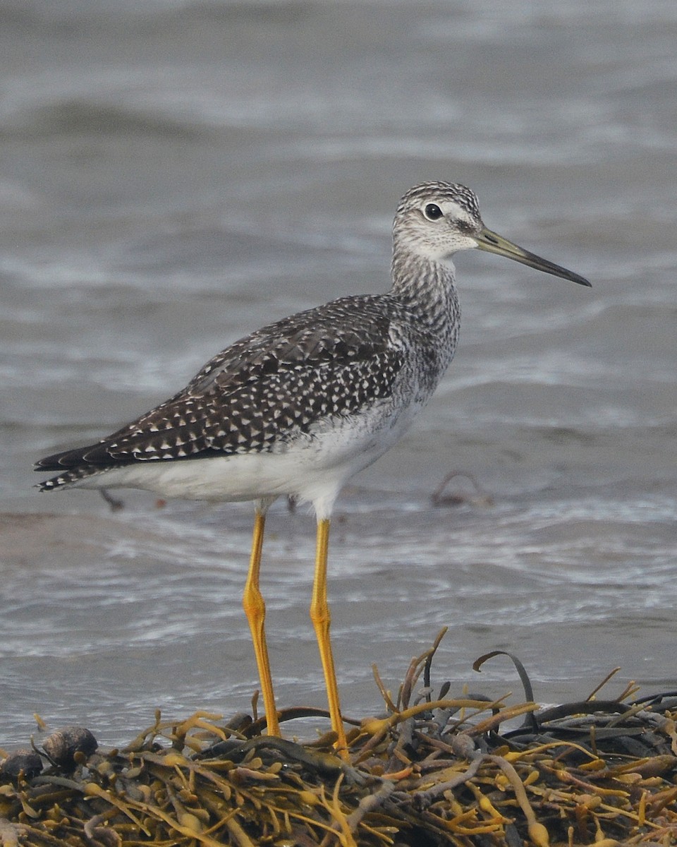 Greater Yellowlegs - ML71479001