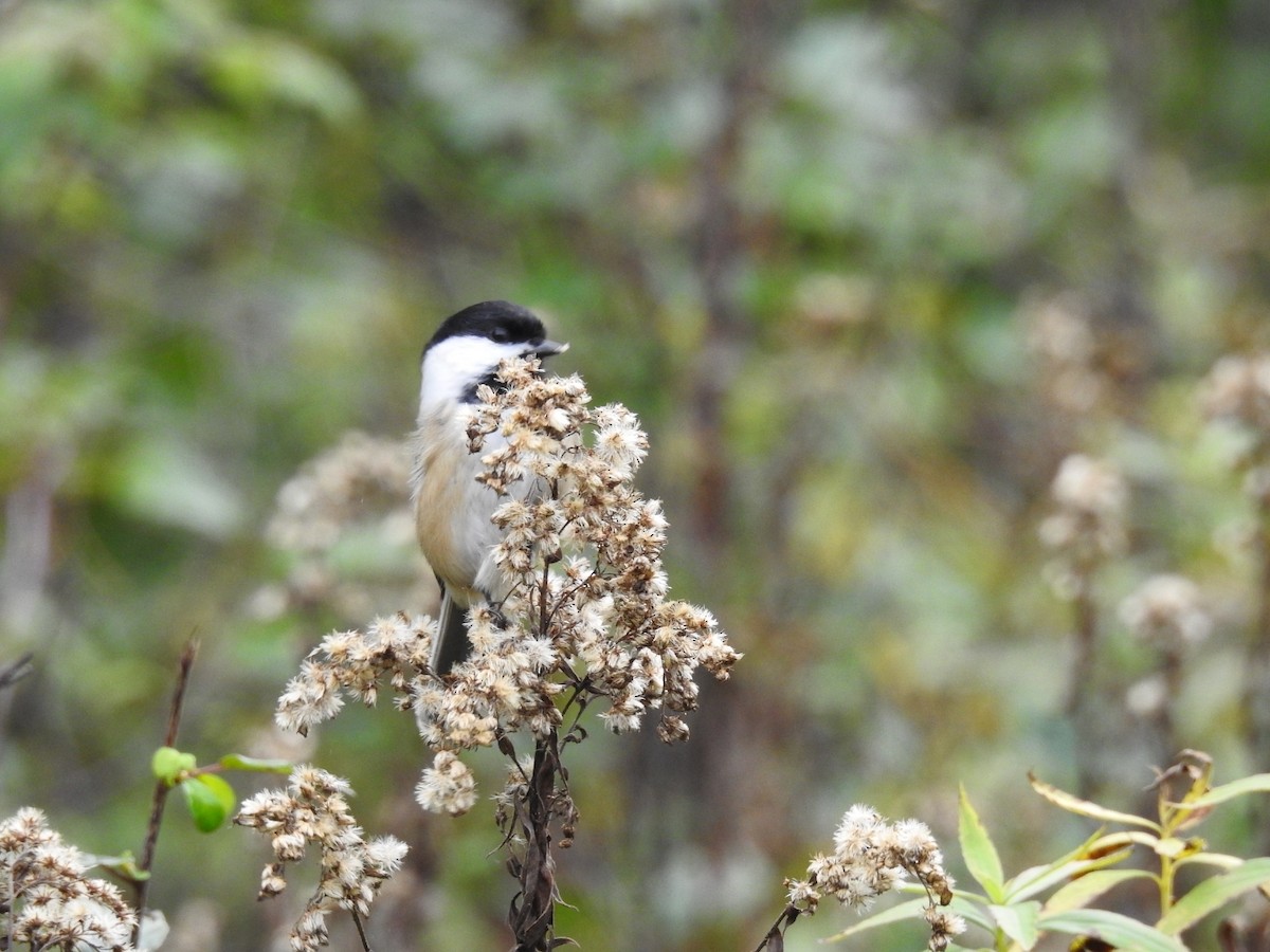 Black-capped Chickadee - ML71479161