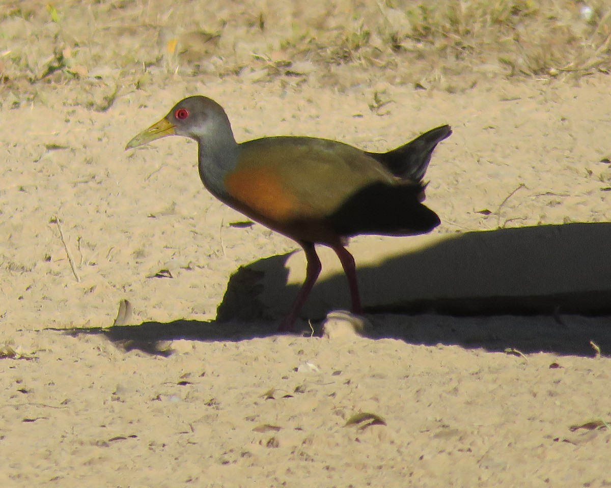 Gray-cowled Wood-Rail - Jim Moore