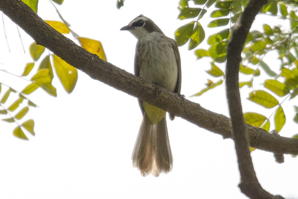 Bulbul Culiamarillo - ML71481561