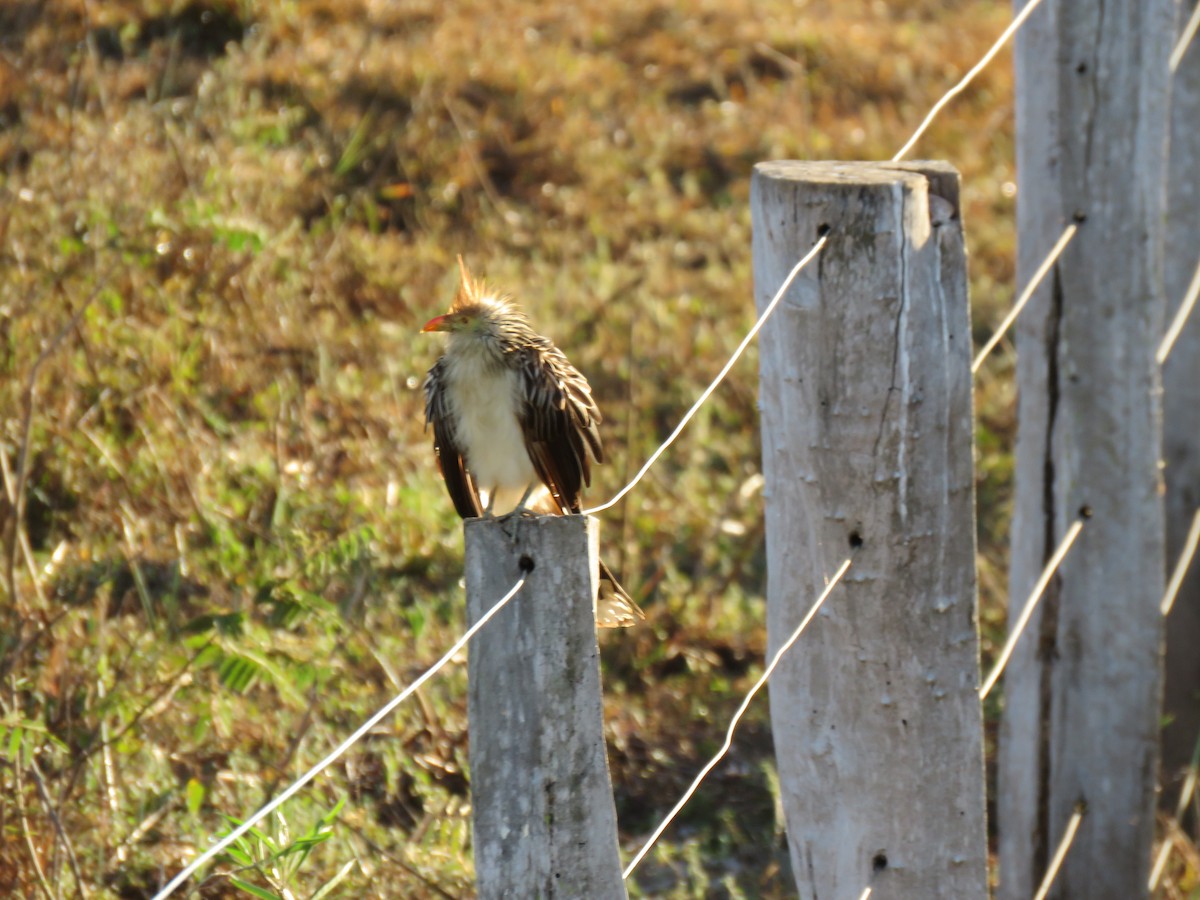 Guira Cuckoo - ML71481661