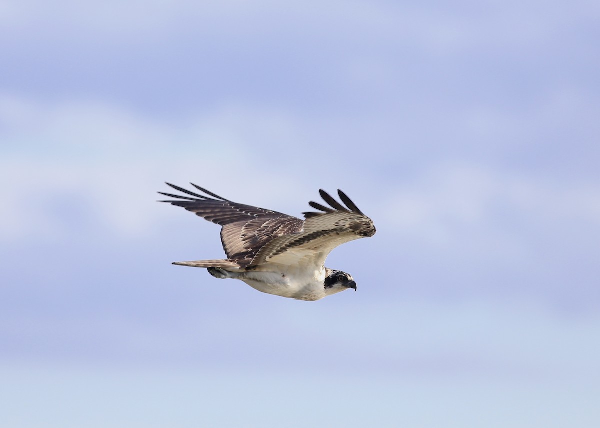 Osprey (carolinensis) - ML71482031