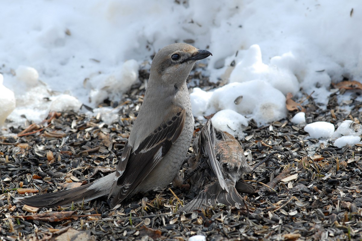 Northern Shrike - ML71482091