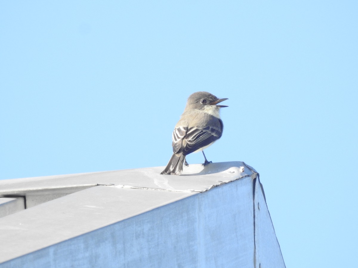 Eastern Phoebe - ML71482721