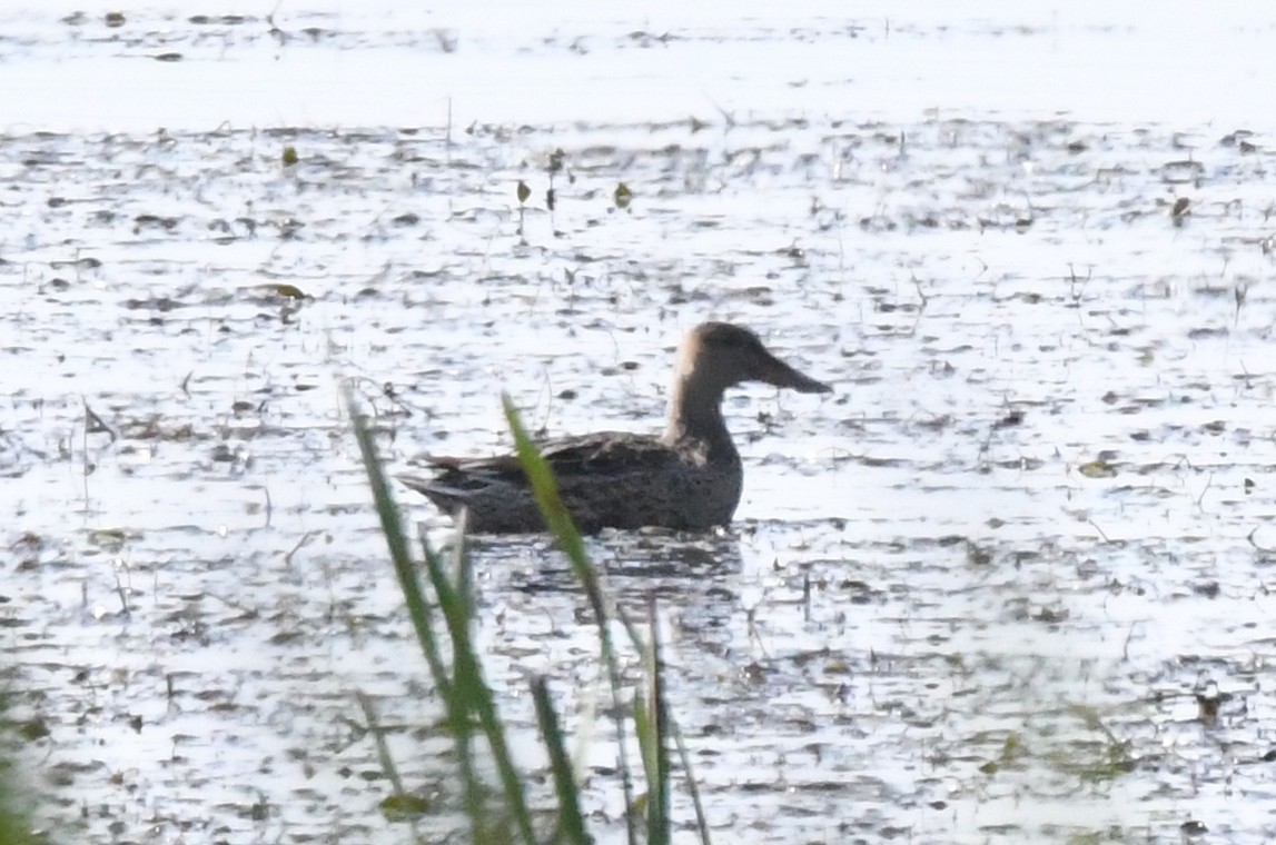 Northern Shoveler - ML71483361