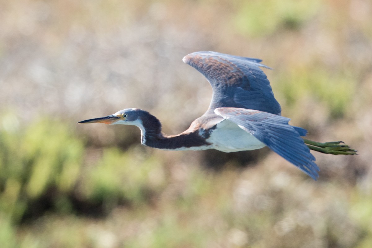 Tricolored Heron - ML71483421