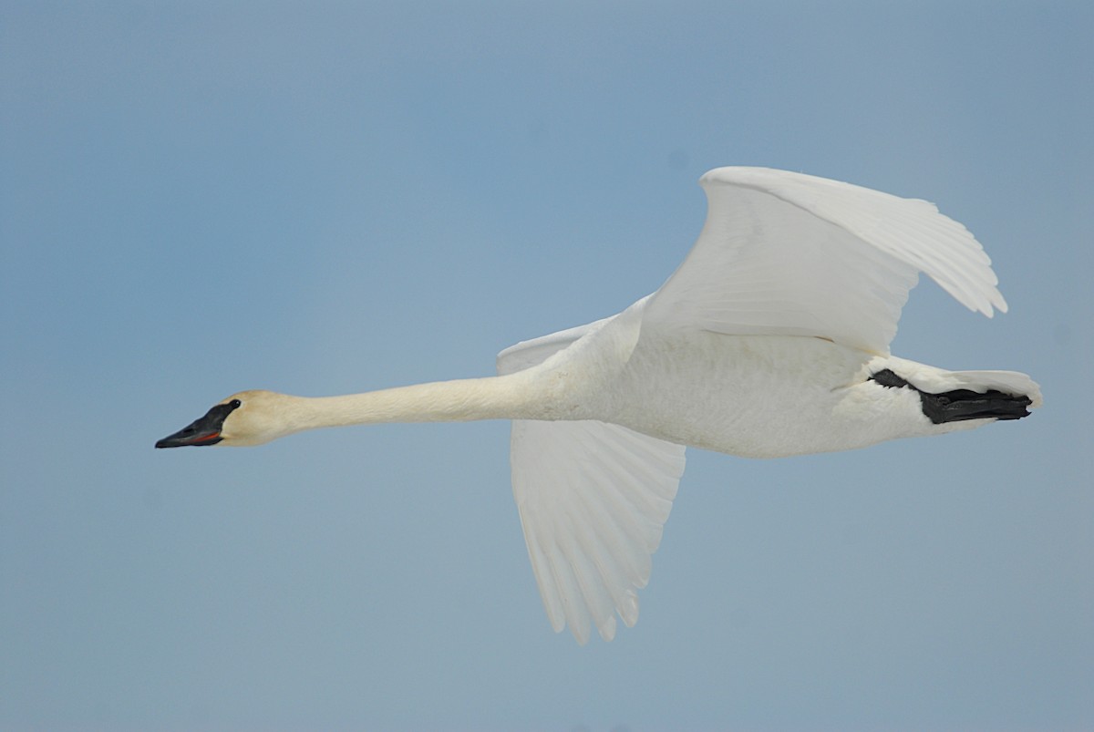 Trumpeter Swan - ML71484061