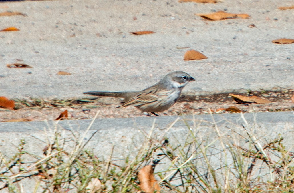 Bruant des armoises - ML71484221
