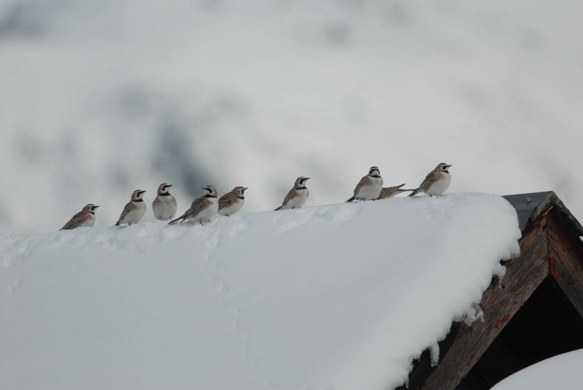 Horned Lark - ML71484271