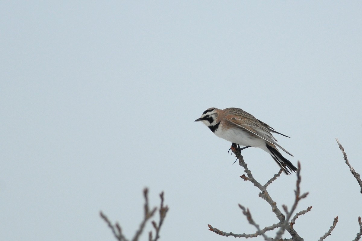 Horned Lark - ML71484351