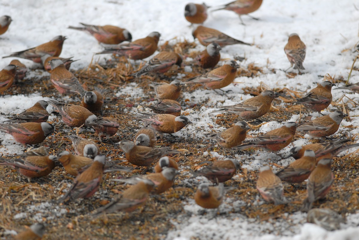 grånakkefjellfink (tephrocotis gr.) - ML71484491