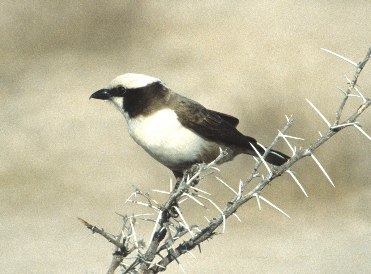 White-crowned Shrike - ML714847