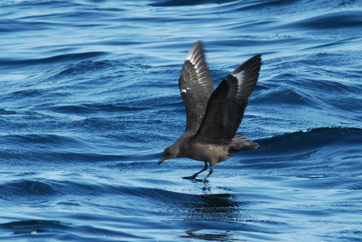 South Polar Skua - Stephen Rossiter