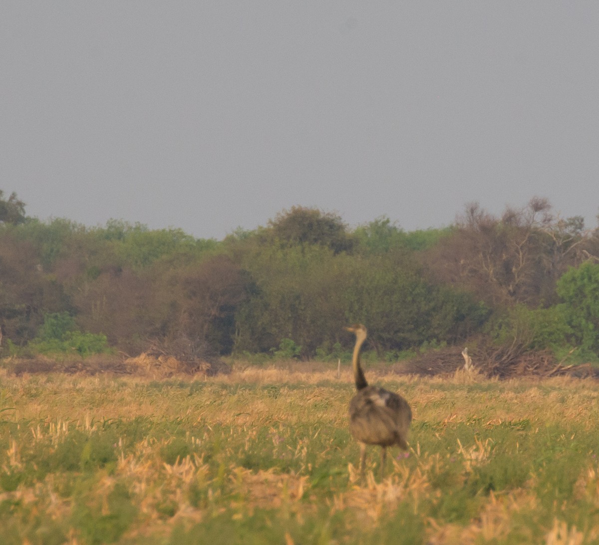 Greater Rhea - ML71485981