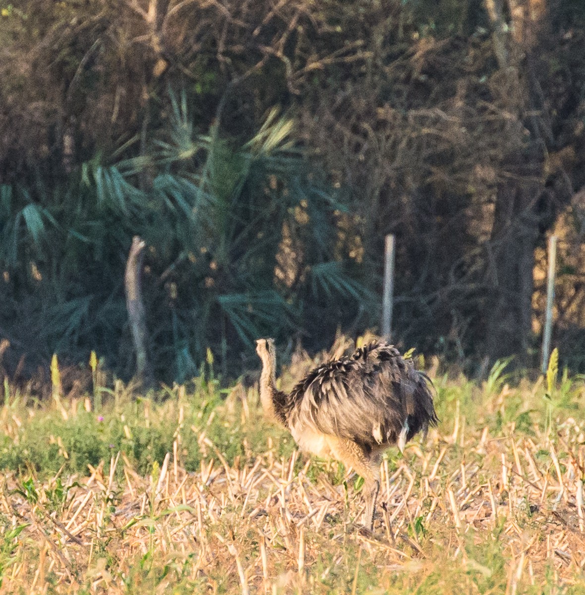 Greater Rhea - ML71486001