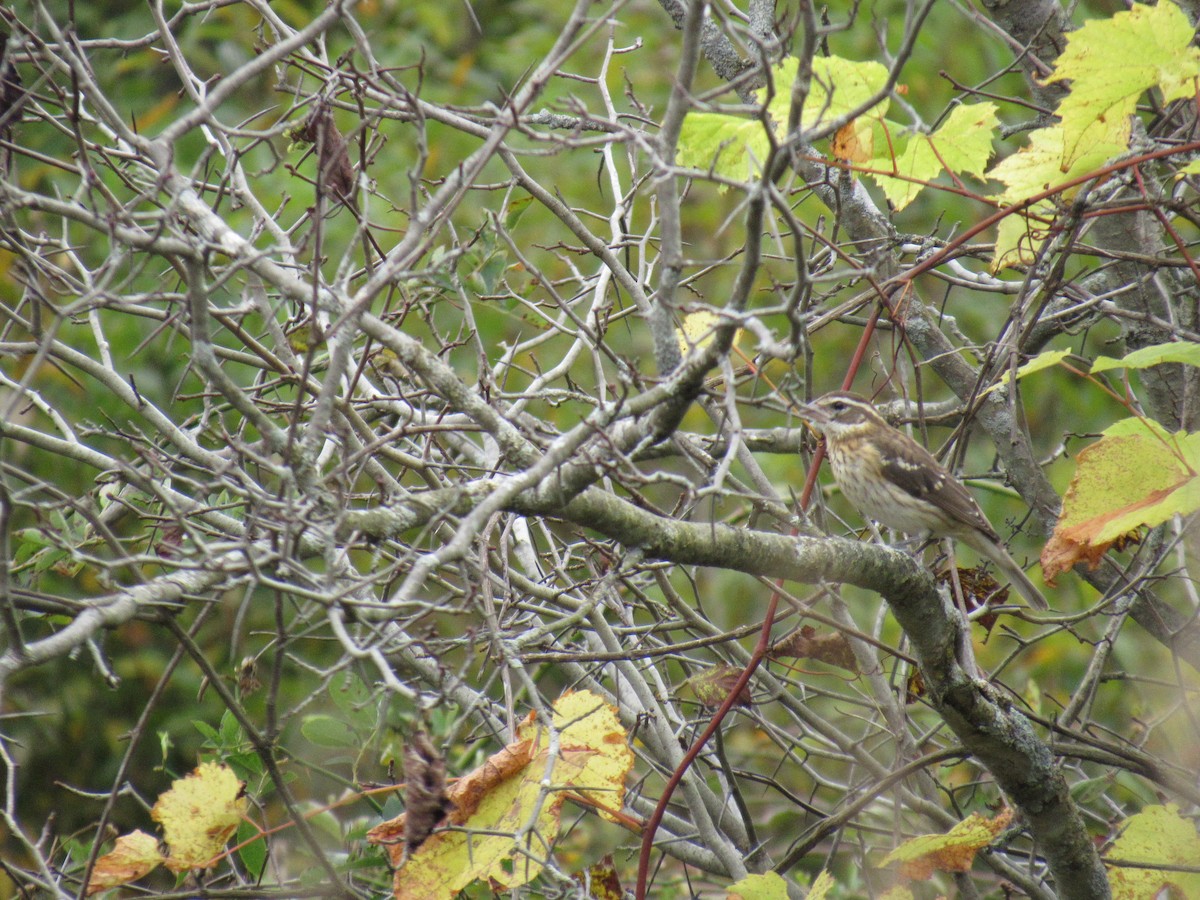 Rose-breasted Grosbeak - ML71486061