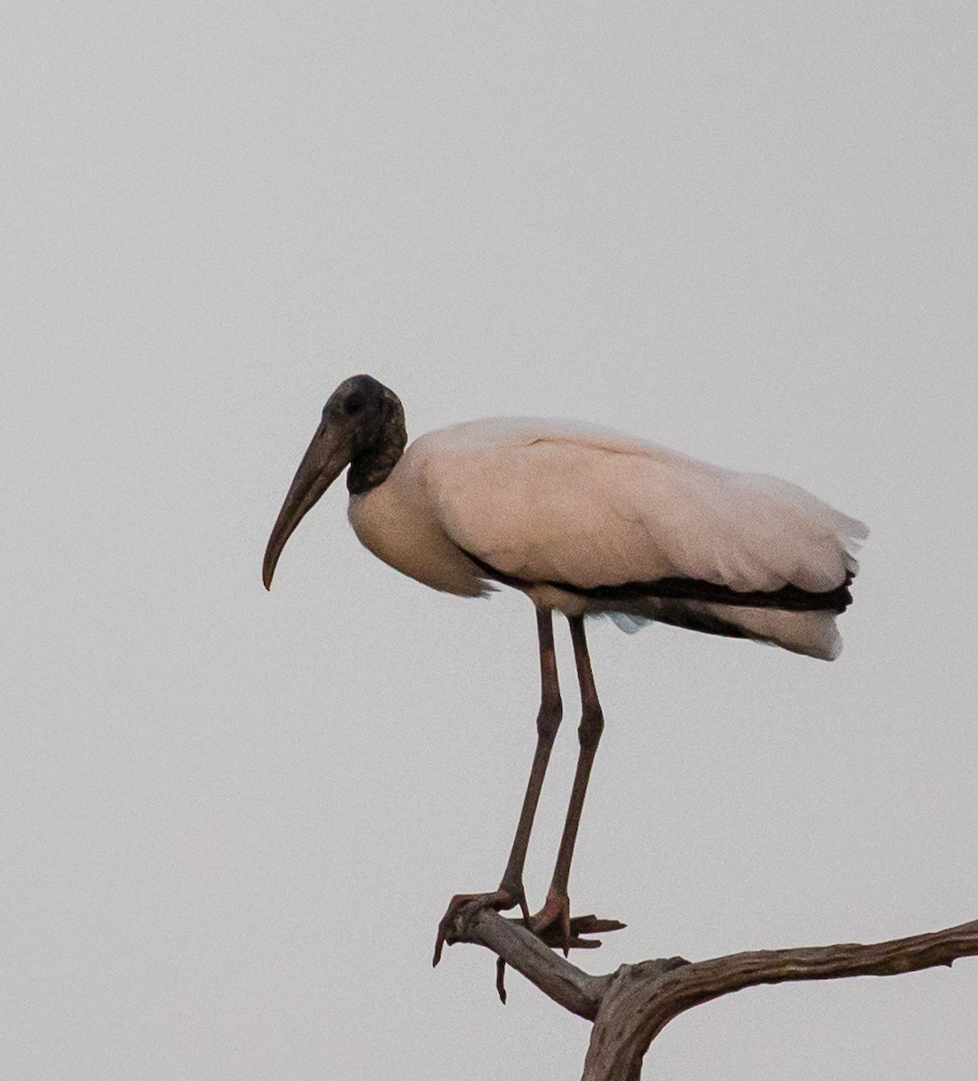 Wood Stork - ML71486291