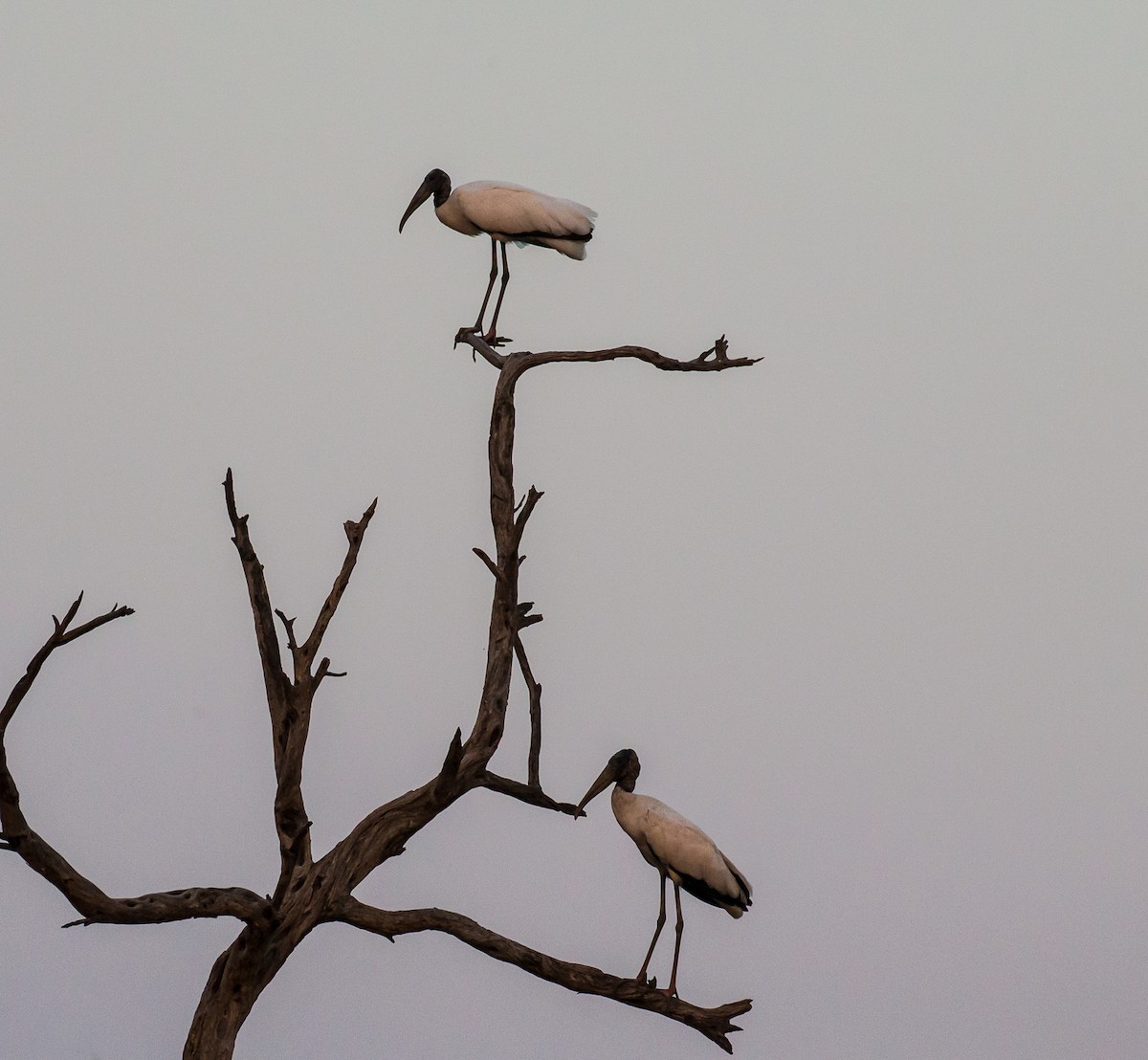 Wood Stork - ML71486301