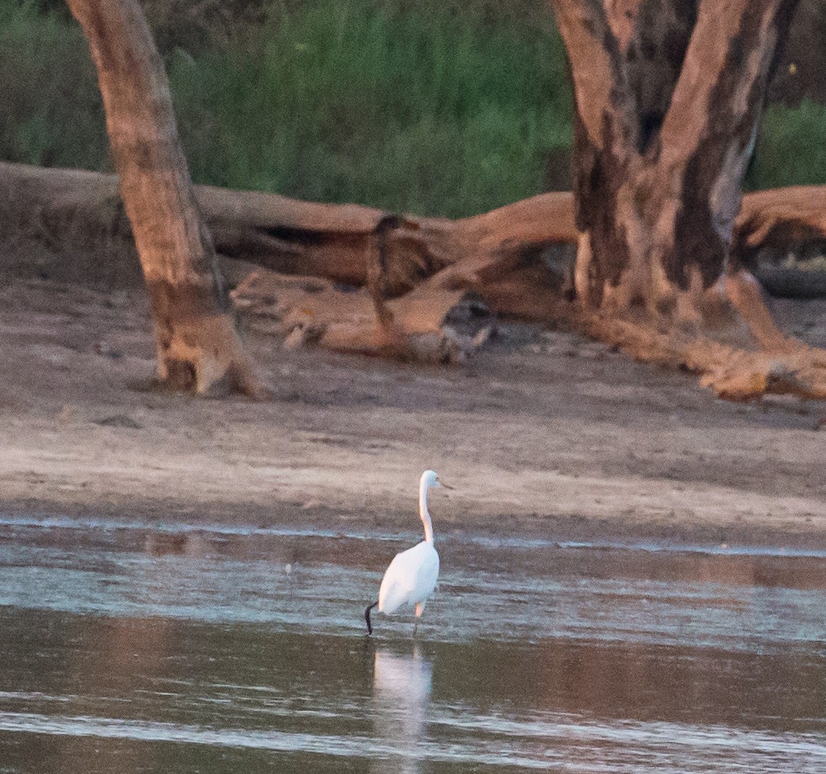 Great Egret - ML71486441