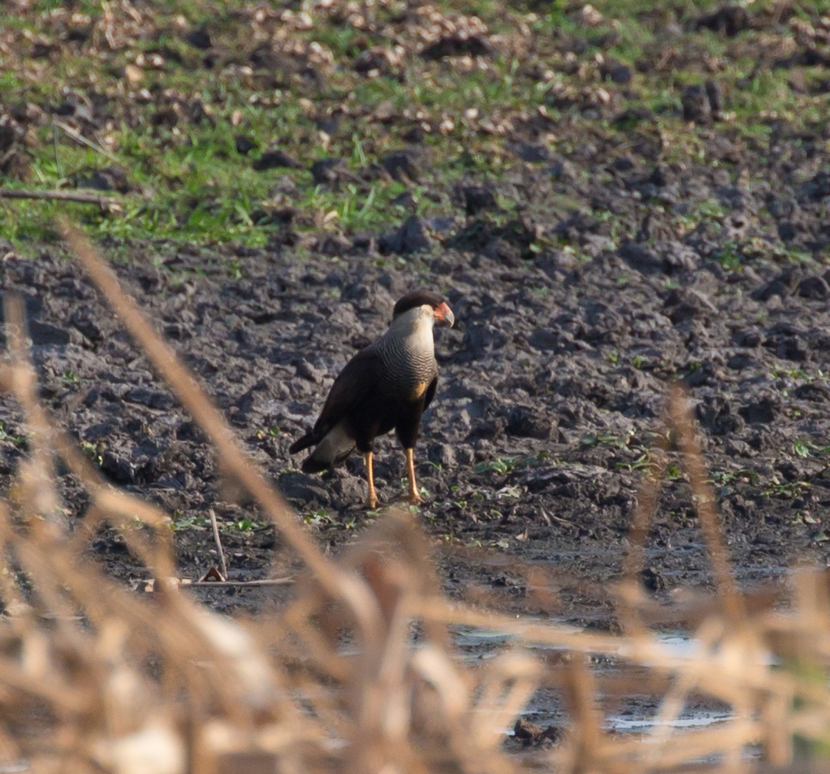 Crested Caracara (Southern) - ML71486541
