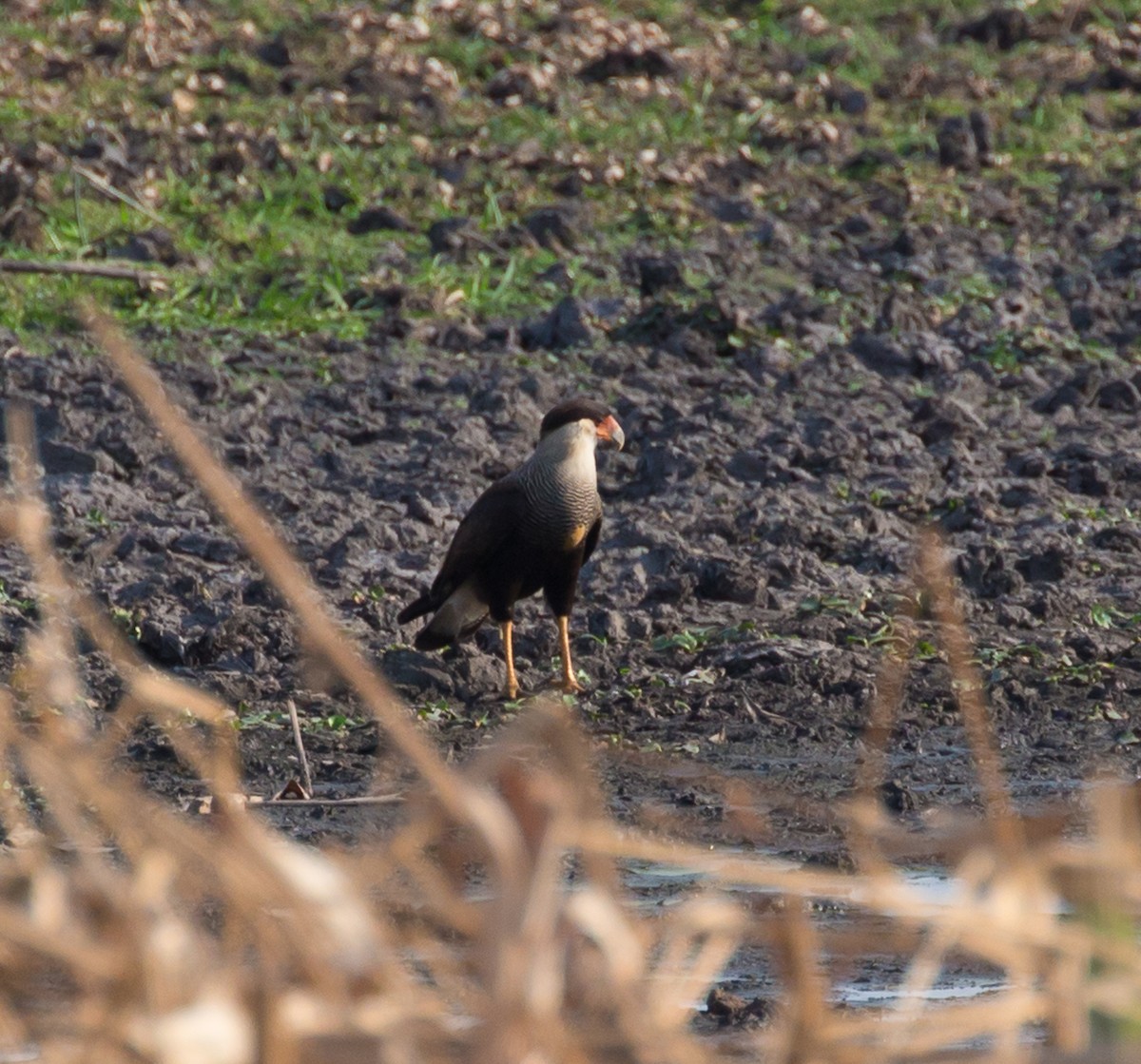 Caracara huppé (plancus) - ML71486541