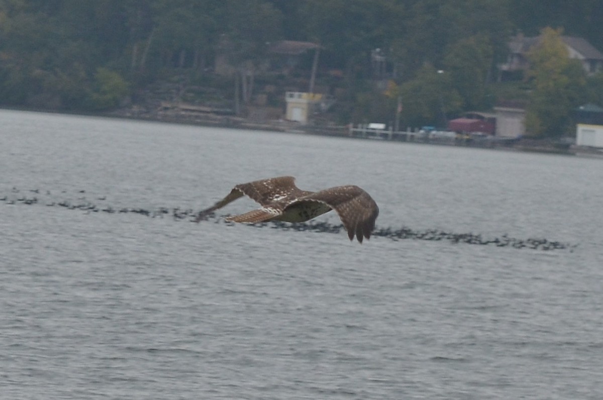 Red-tailed Hawk - ML71486951