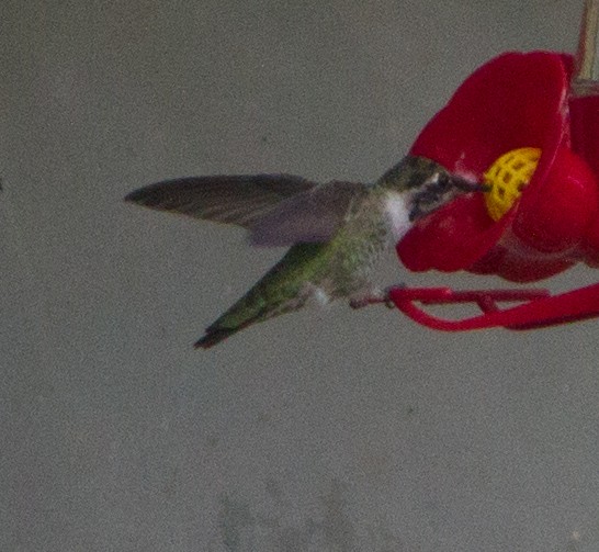 Anna's Hummingbird - Grace Taylor