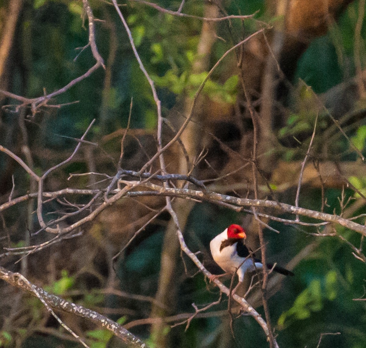 Yellow-billed Cardinal - ML71487261