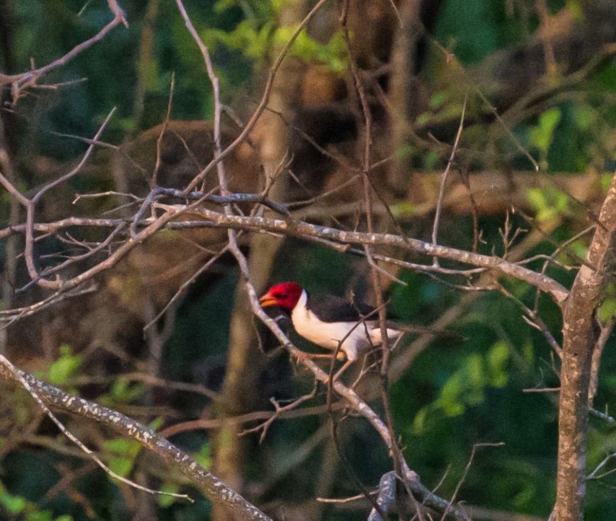 Yellow-billed Cardinal - Meg Barron