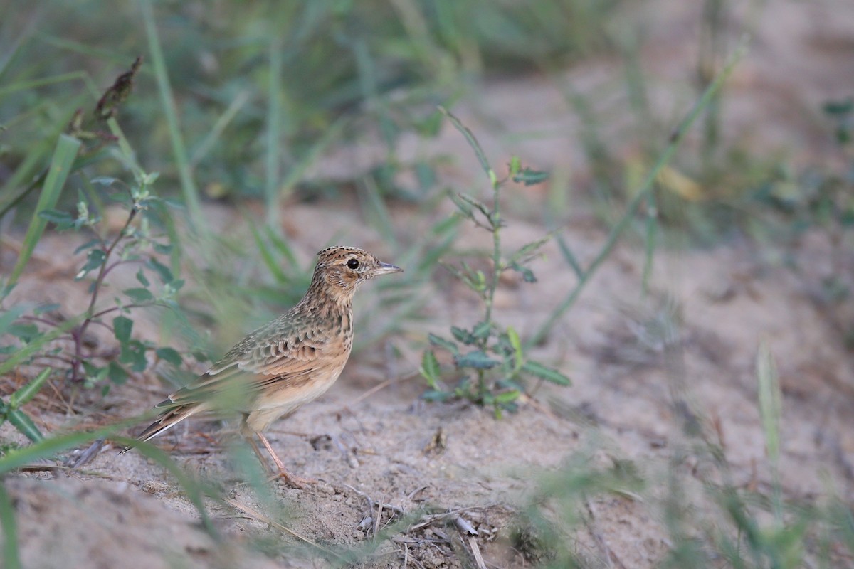 Oriental Skylark - ML71487481