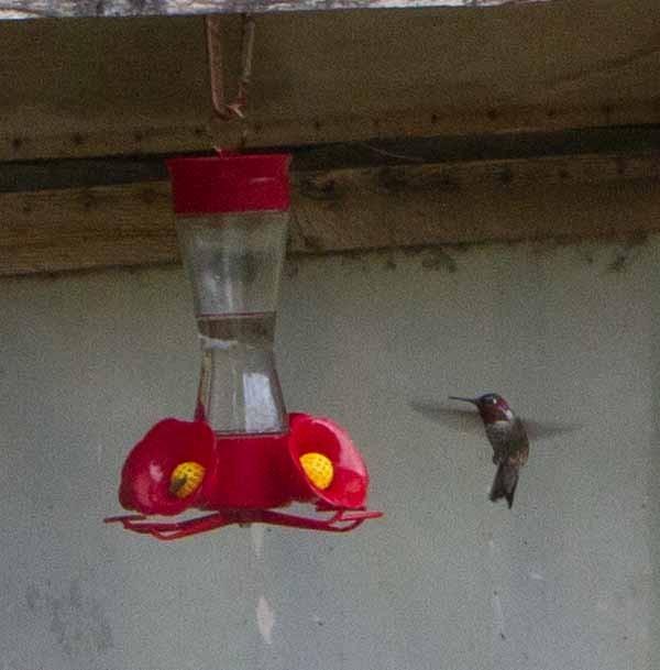 Anna's Hummingbird - Grace Taylor