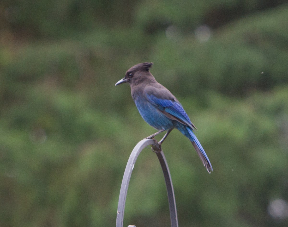 Steller's Jay (Coastal) - Grace Taylor