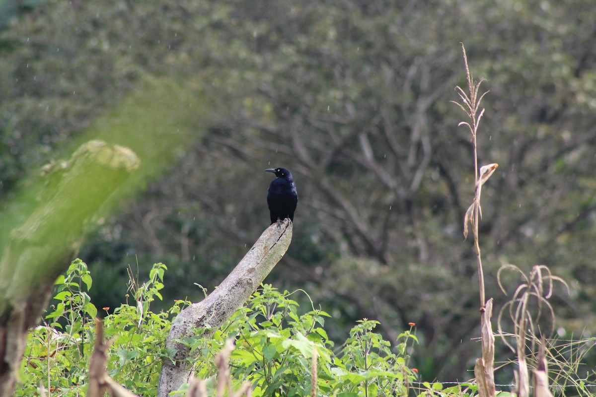 Great-tailed Grackle - Roger Medina