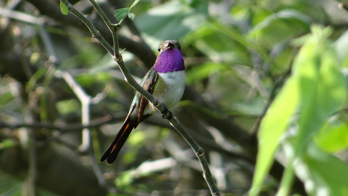 Mexican Sheartail - ML71488551