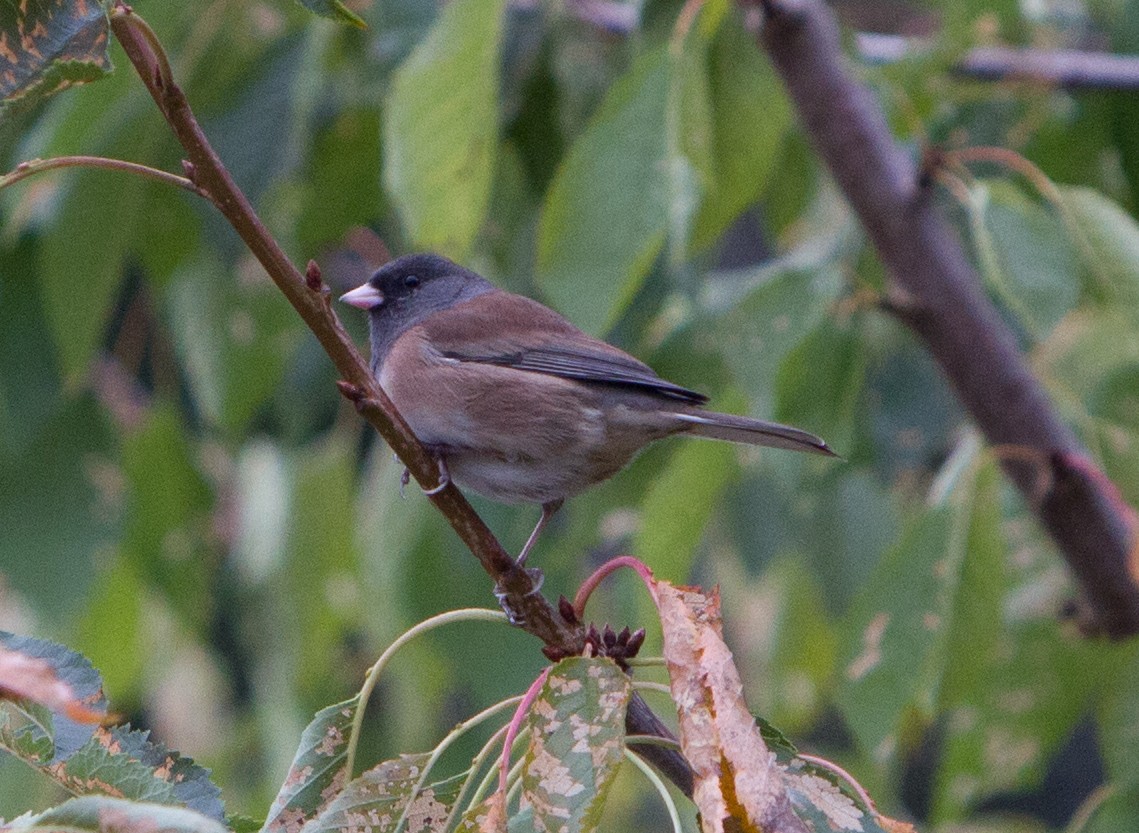 Junco ardoisé (groupe oreganus) - ML71489041