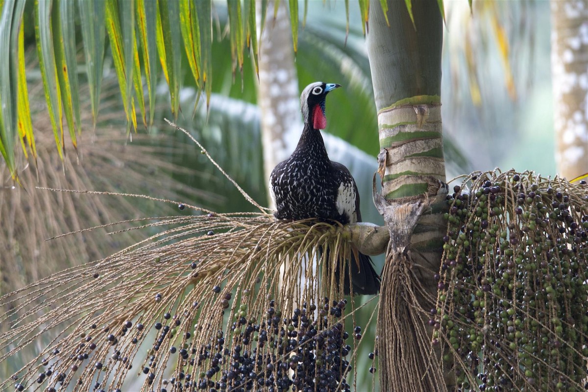 Black-fronted Piping-Guan - ML71489231