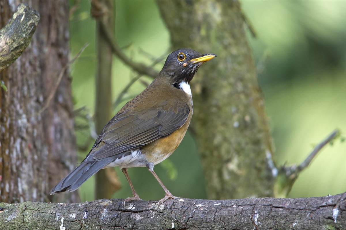 White-necked Thrush - Marco Silva