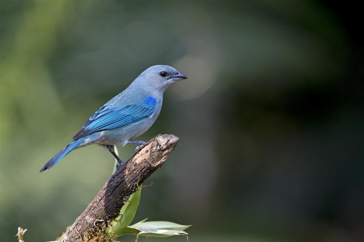 Azure-shouldered Tanager - Marco Silva