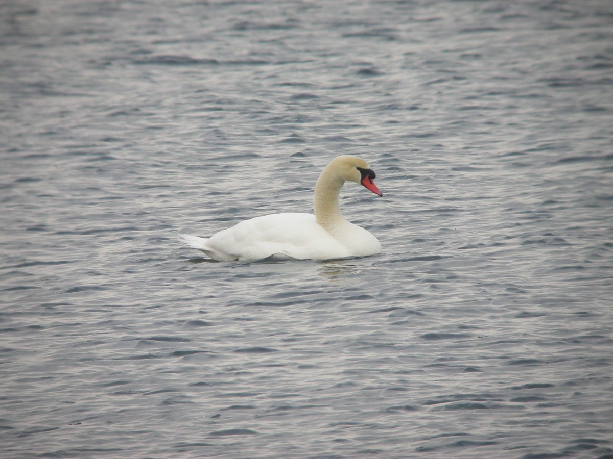 Mute Swan - ML71489661