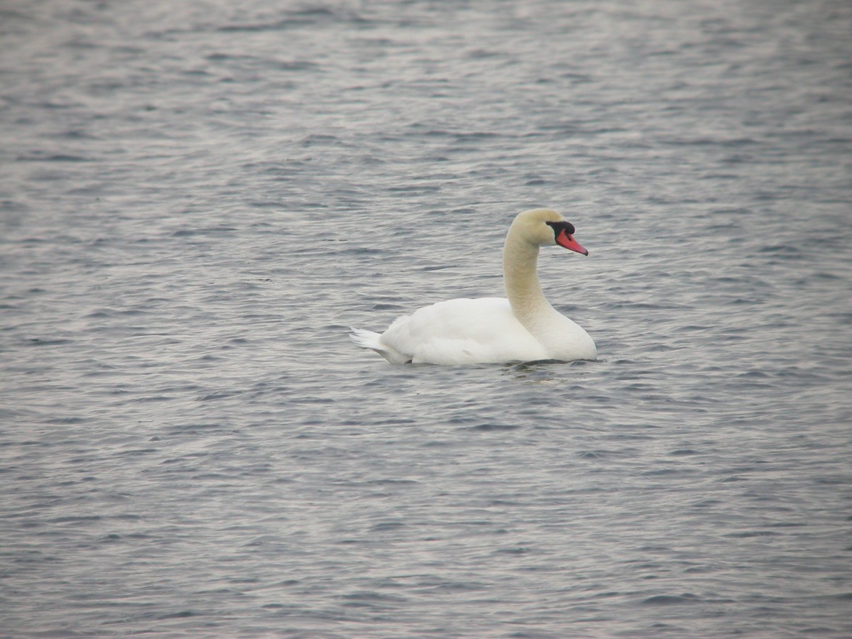 Mute Swan - ML71489671