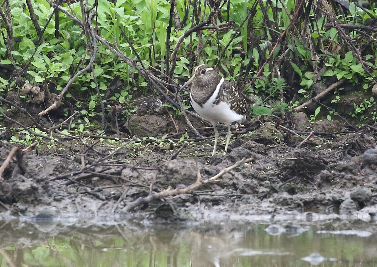 Australian Painted-Snipe - ML71489771