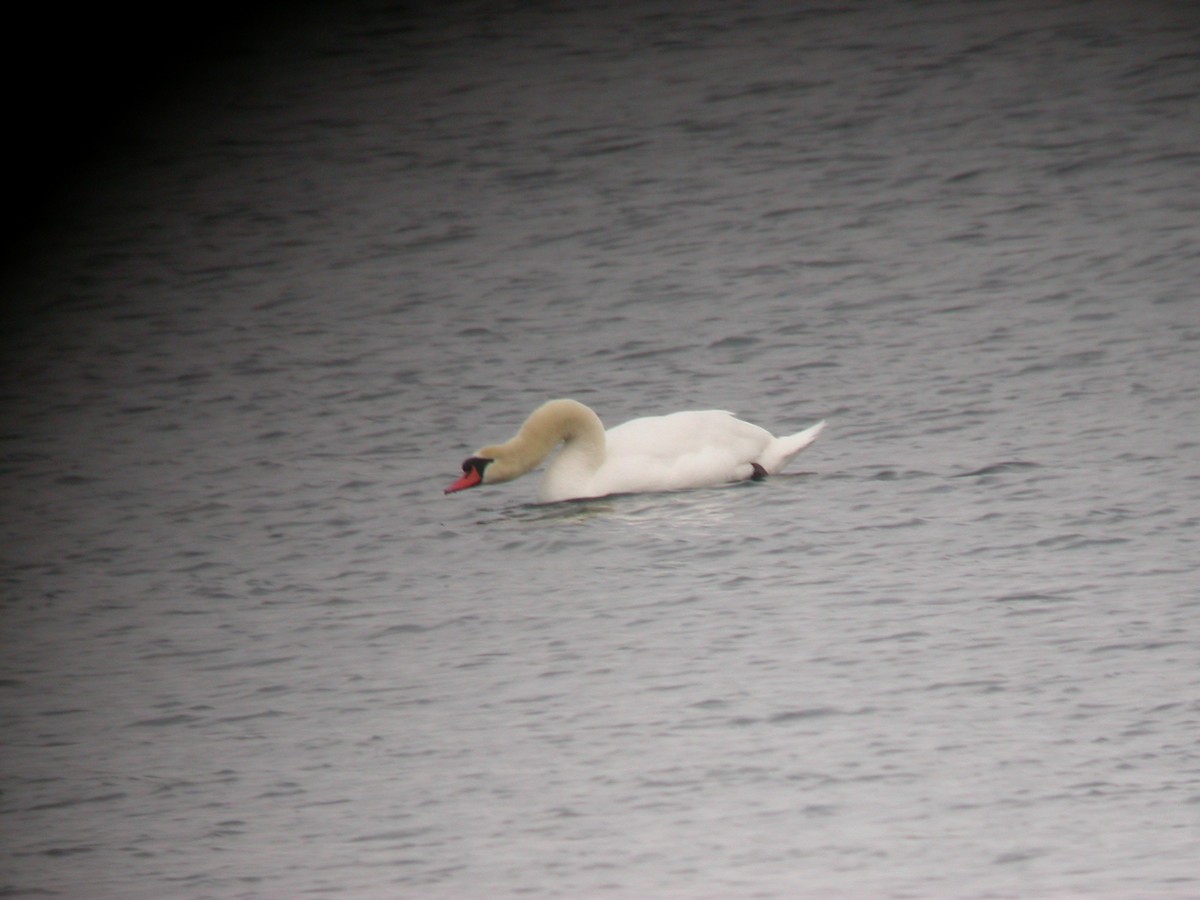 Mute Swan - ML71489781