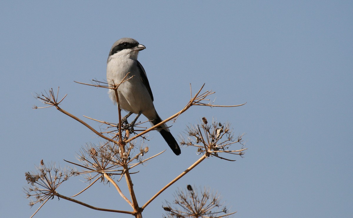 Great Gray Shrike (Arabian) - Eduardo Soler