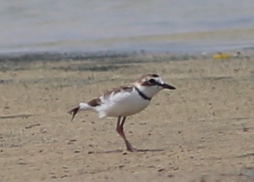 Collared Plover - ML71491731