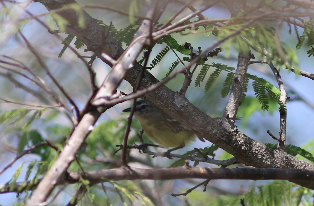 Pale-tipped Tyrannulet - ML71493191