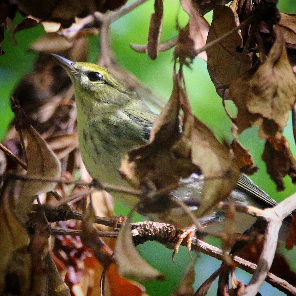 Paruline rayée - ML71493861