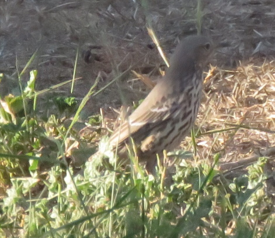 Sage Thrasher - ML71494151