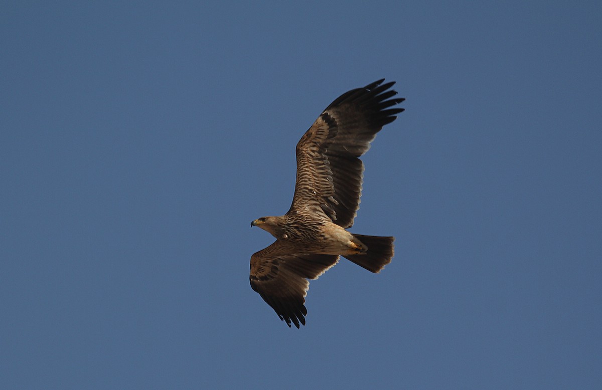 Águila Imperial Oriental - ML714942