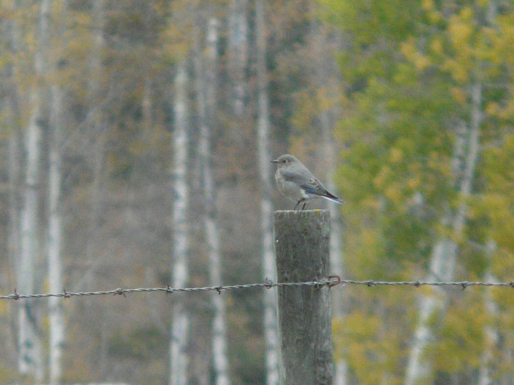 Mountain Bluebird - ML71494451